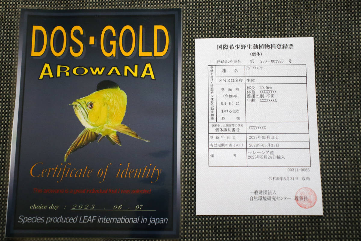 売り切り、本場マレーシア産　純血本物過背金龍『　ＤＯＳ・ＧＯＬＤ・AROWANA　Ｆ３　』ゴールデンヘッド　フルカラータイプ　NO.2543_画像8