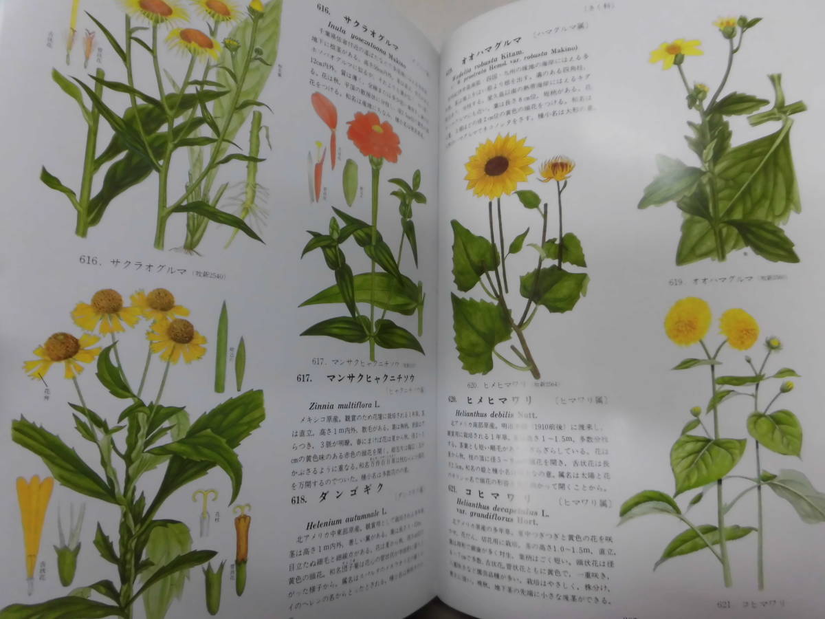 C5S. color .. plant large illustrated reference book . compilation Hokuriku pavilion ... Taro 