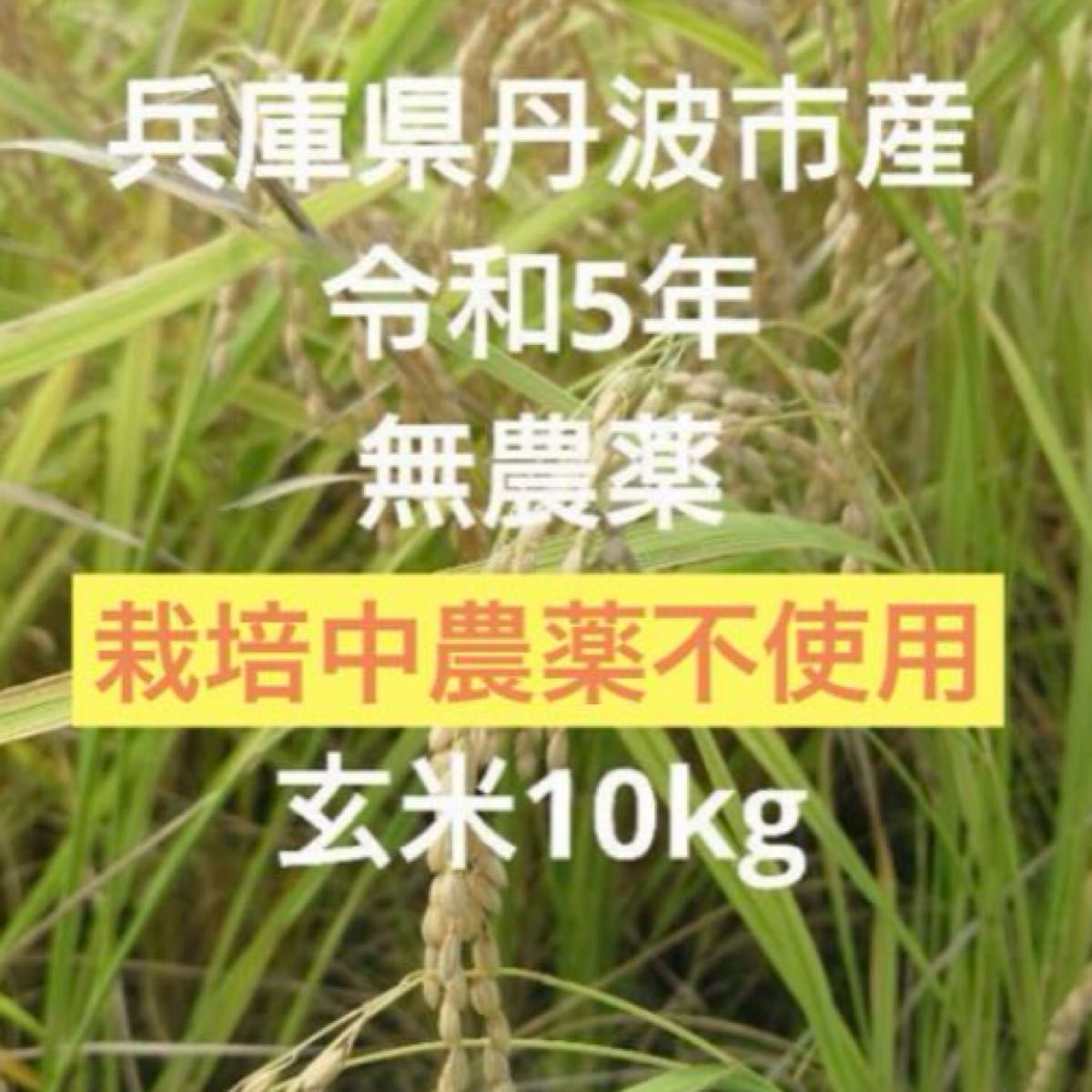 兵庫県丹波市産！令和5年産　栽培期間中農薬不使用　コシヒカリ玄米10kg