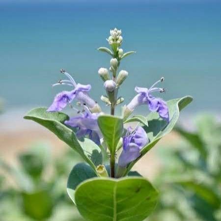 日本のセージ　淡路島　ハマゴウ　浜香　ポーヒナヒナ