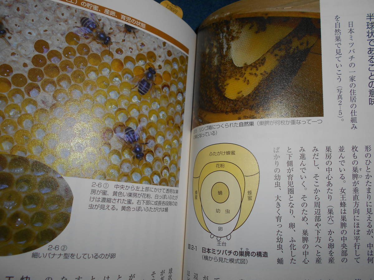 即決　2010年初版『だれでも飼える日本ミツバチ』昆虫学、養蜂　Social Incect　 Wasps Beesニホンミツバチ　生態　分布　分類　飼育法_画像8