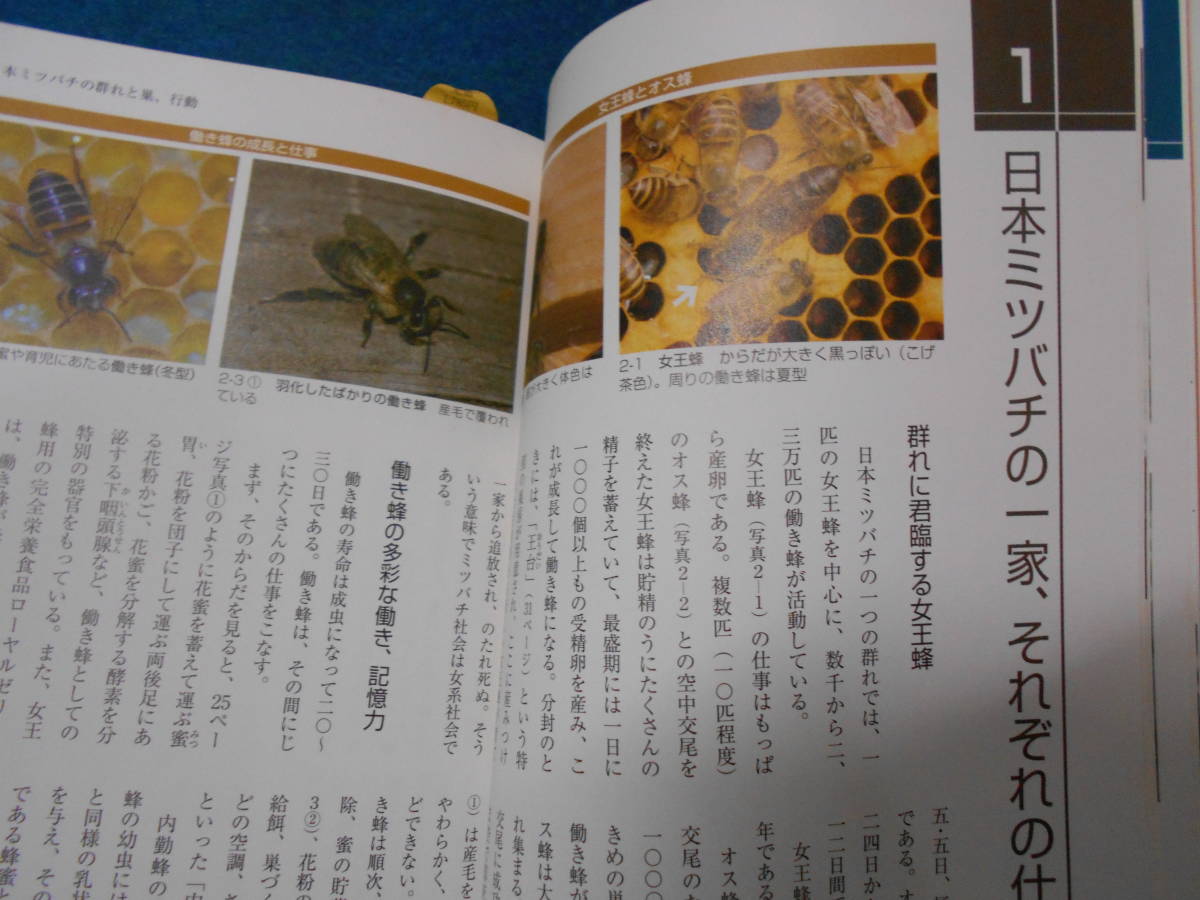 即決　2010年初版『だれでも飼える日本ミツバチ』昆虫学、養蜂　Social Incect　 Wasps Beesニホンミツバチ　生態　分布　分類　飼育法_画像7
