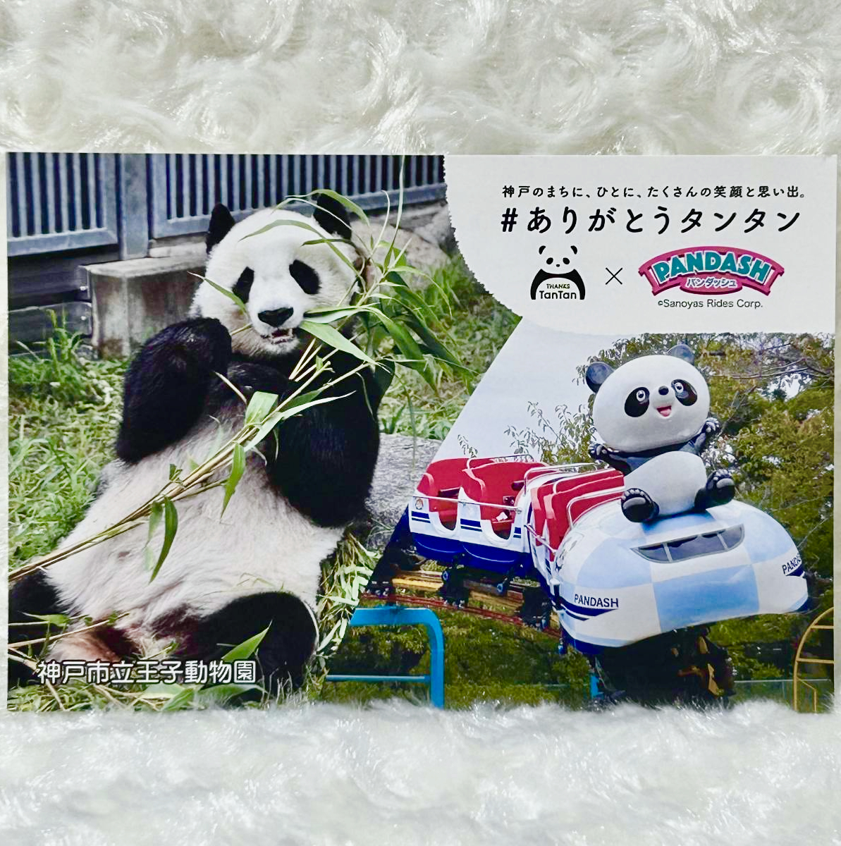王子動物園 2024年 ダイアリー＆タンタン ポストカード・缶