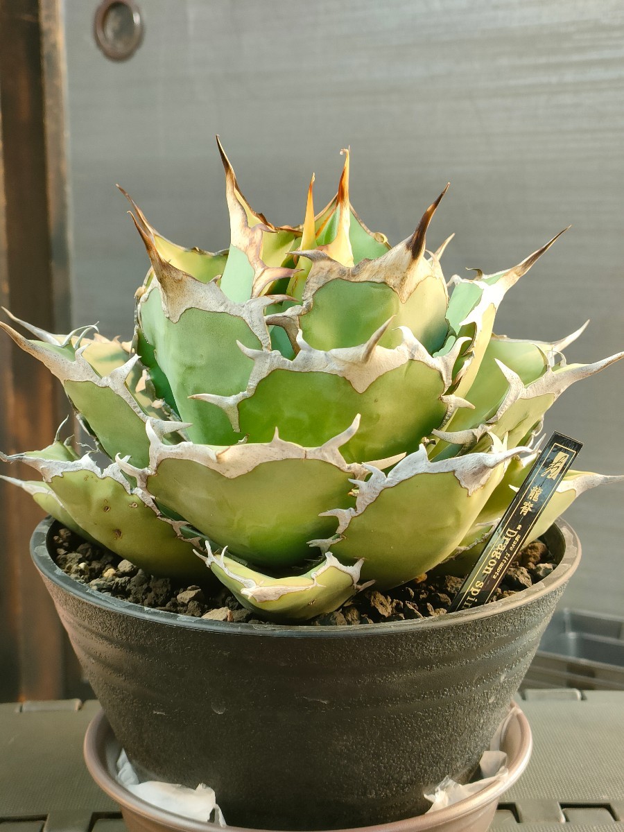 hiiro】アガベ ドラゴンスパイン 子株 agave titanota dragon hiiro】アガベ ドラゴンスパイン 子株 agave titanota dragon