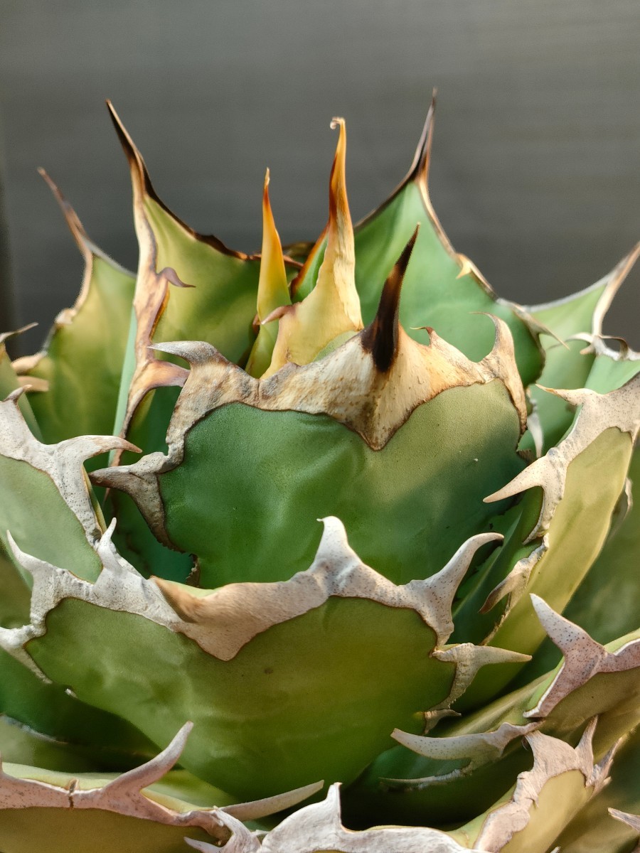 hiiro】アガベ ドラゴンスパイン 子株 agave titanota dragon hiiro】アガベ ドラゴンスパイン 子株 agave titanota dragon