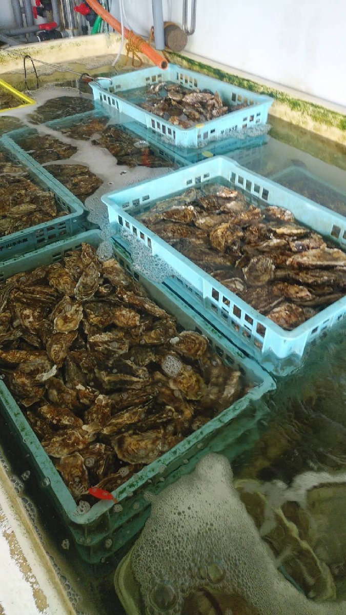 道東釧路の新鮮　厚岸産　特大殻付活牡蠣（150g~200g以上）　　20個　生食可能_画像3
