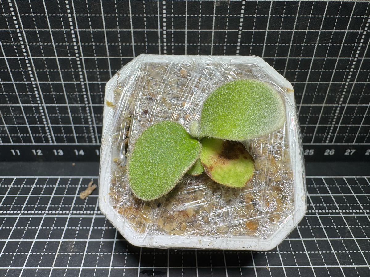 Platycerium willinckii“Jenny#1”sporeビカクシダウィリンキー Platycerium willinckii“Jenny#1”sporeビカクシダウィリンキー