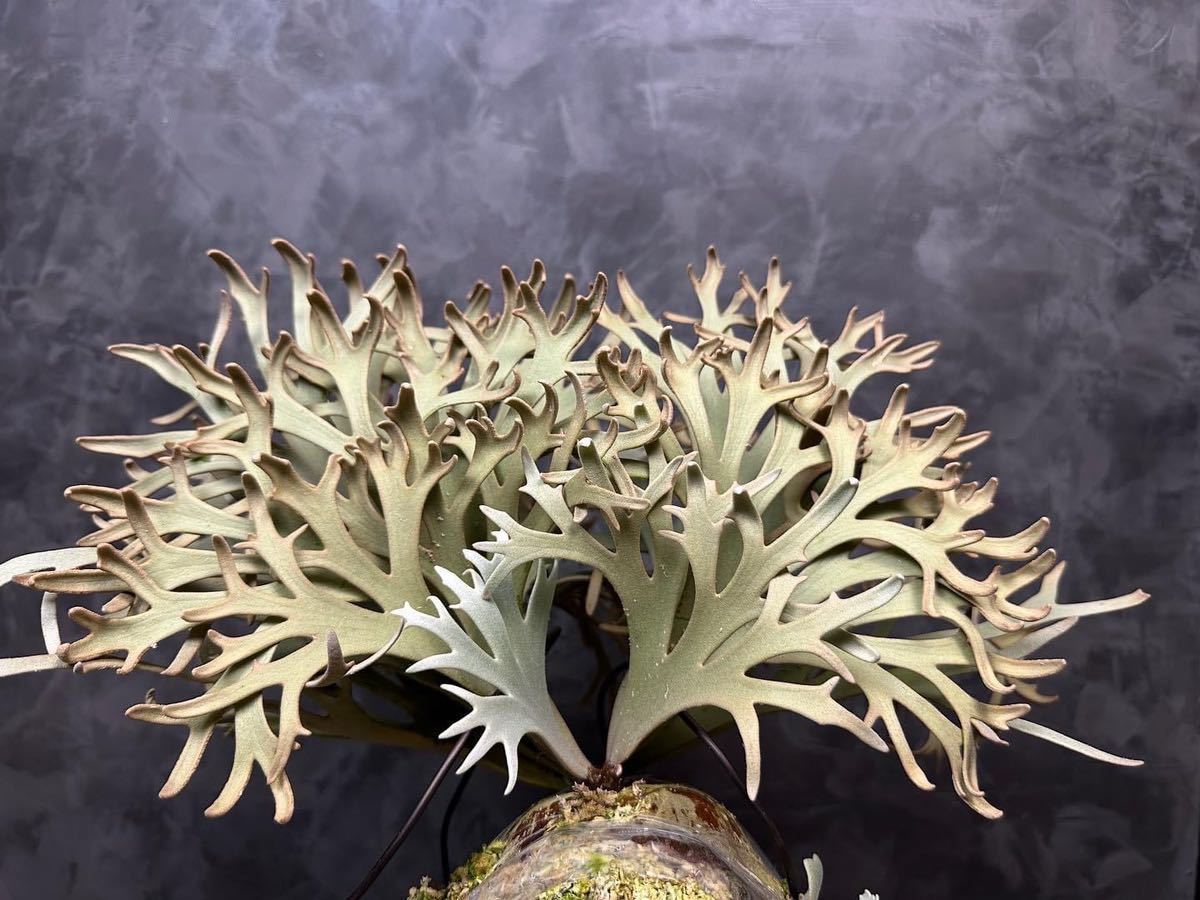 Platycerium willinckii“Jenny”ビカクシダウィリンキー“ジェニー Platycerium willinckii“Jenny”ビカクシダウィリンキー“ジェニー