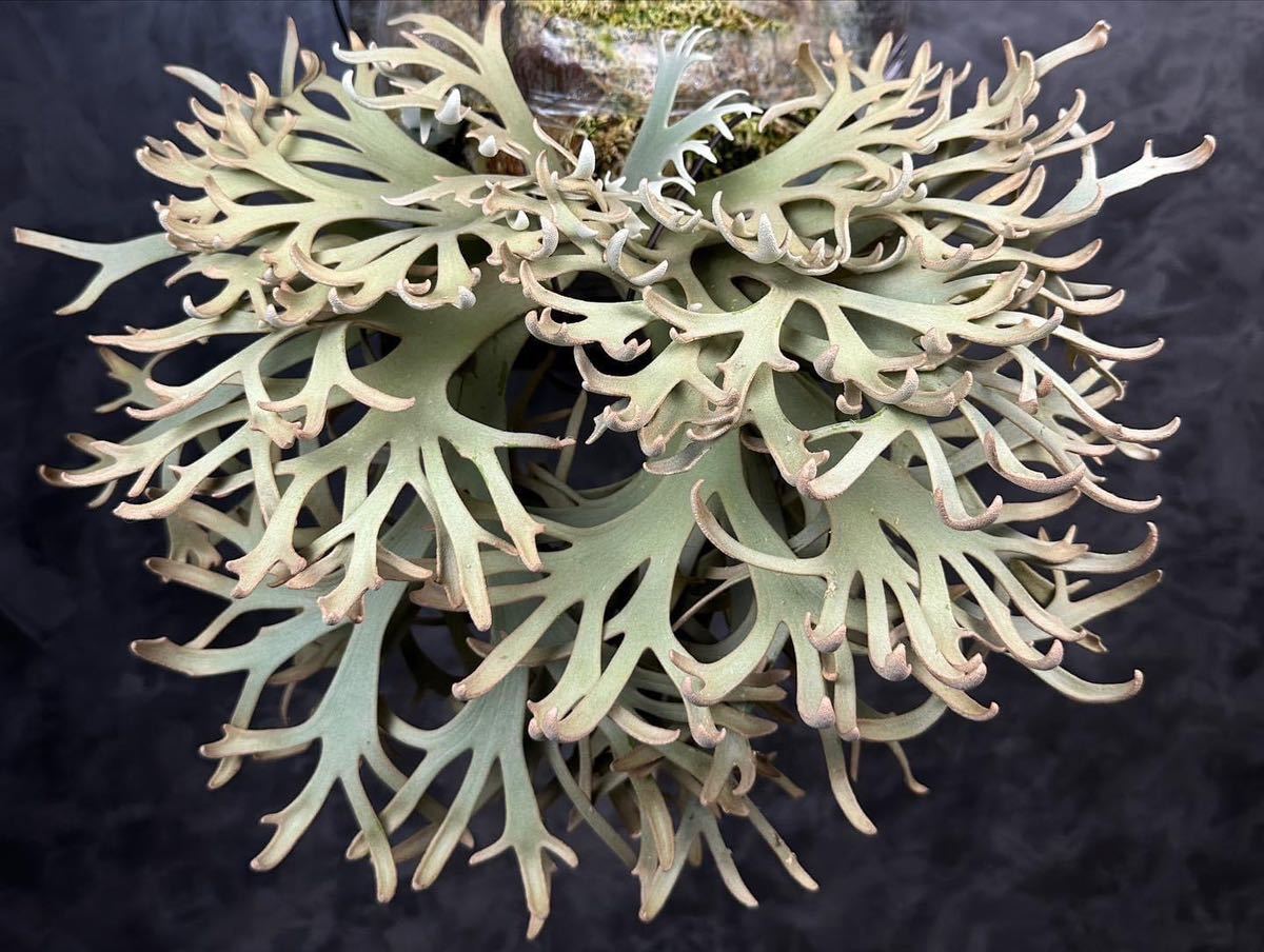 Platycerium willinckii“Jenny#1”sporeビカクシダウィリンキー Platycerium willinckii“Jenny#1”sporeビカクシダウィリンキー
