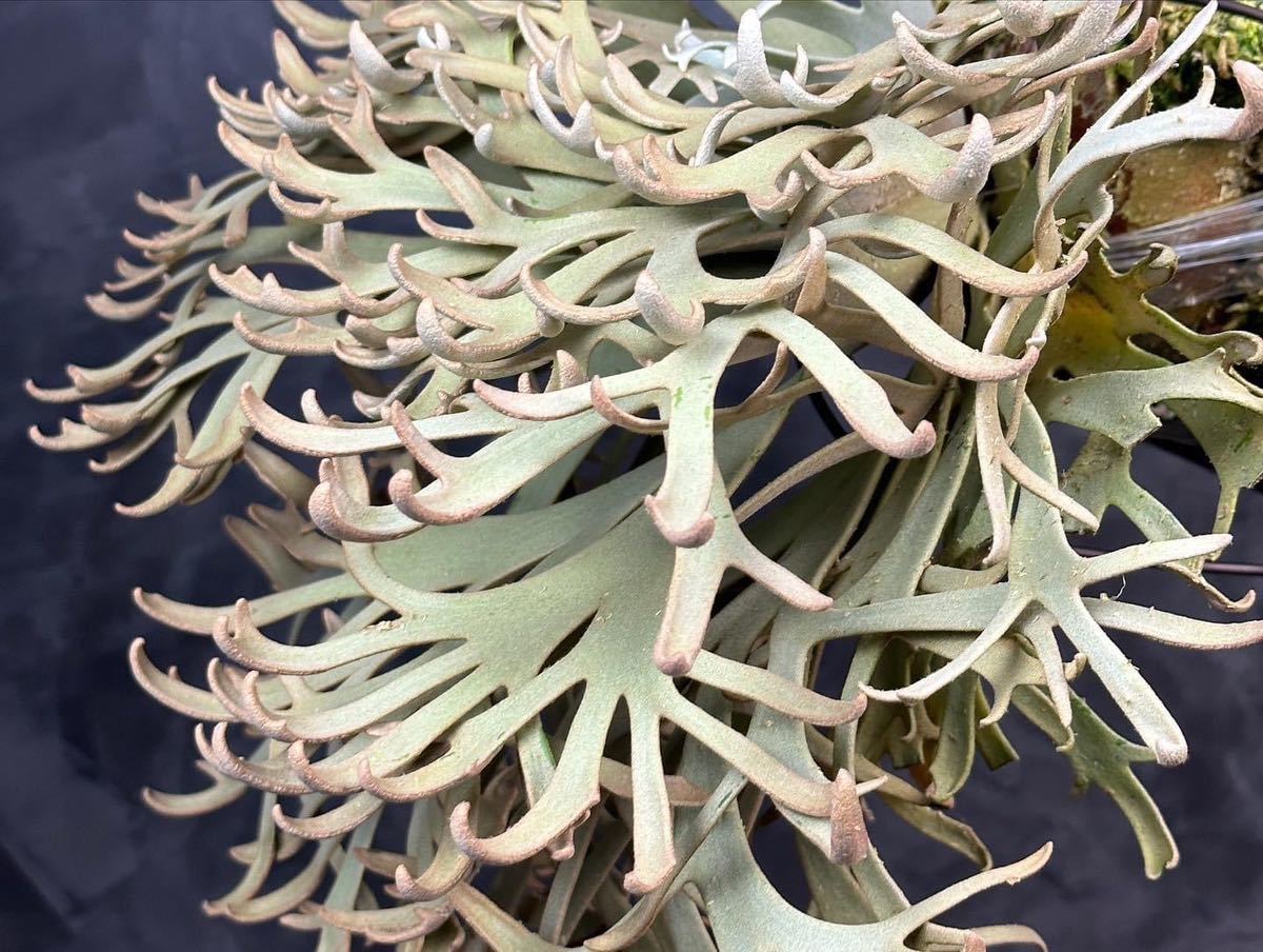 Platycerium willinckii“Jenny#1”sporeビカクシダウィリンキー Platycerium willinckii“Jenny#1”sporeビカクシダウィリンキー