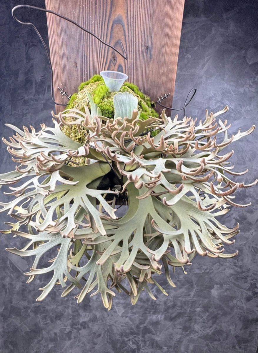 Yahoo!オークション - Platycerium willinckii“Jenny”ビカクシダ Yahoo!オークション - Platycerium willinckii“Jenny”ビカクシダ