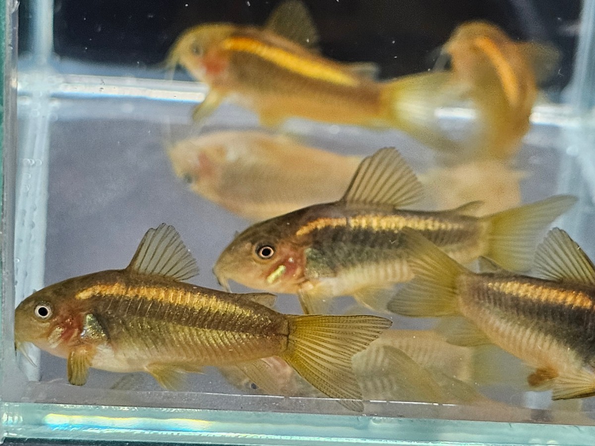 金魚家【イルミネータスゴールド】【3.5cm～3.8cm】【5匹】【鹿児島県陸送発送】【翌日着地区限定】【商品説明要確認】_画像9