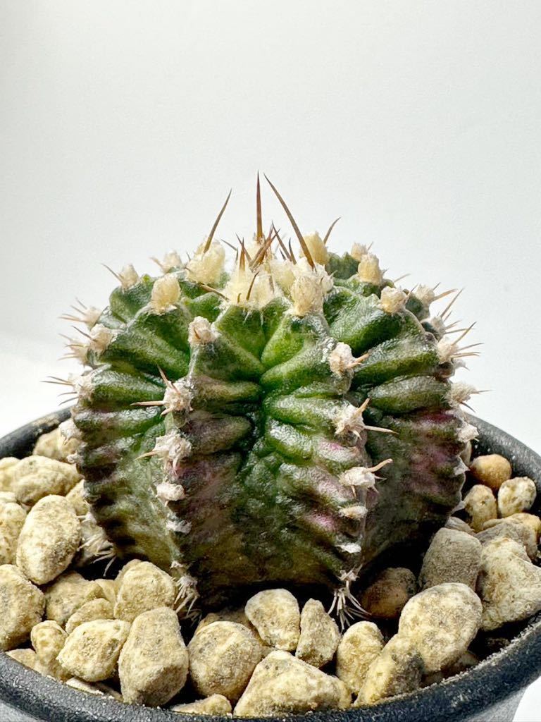 Gymnocalycium T-REX variegated ギムノカリキウム 新交配種 輸入株 希少 抜き苗は送料込 綴化 モンストローサ 斑入り サボテン_画像7