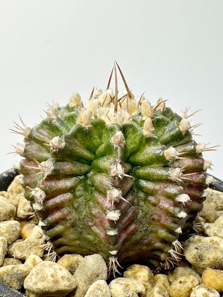 Gymnocalycium T-REX variegated ギムノカリキウム 新交配種 輸入株 希少 抜き苗は送料込 綴化 モンストローサ 斑入り サボテン_画像3