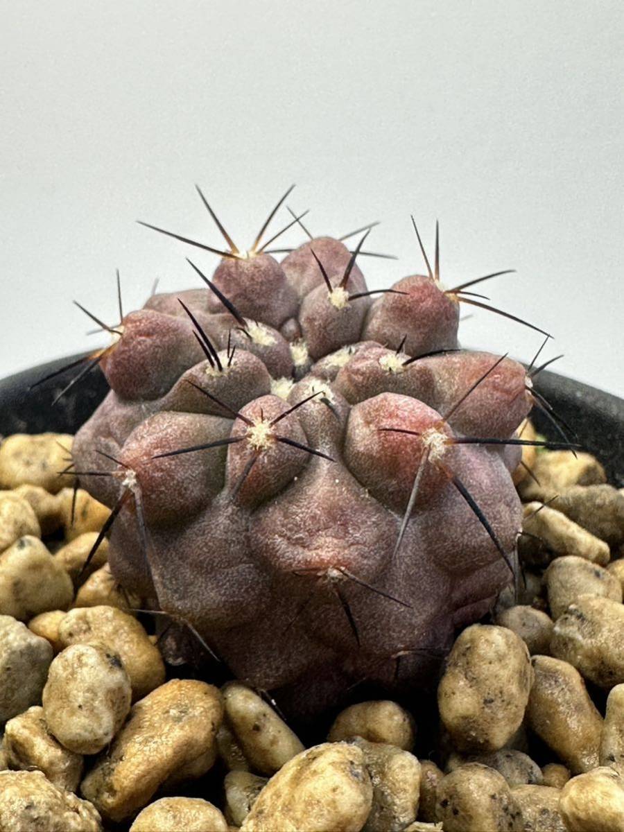 Copiapoa montana コピアポア モンタナ 実生 FR522 North of Taltal, deep very thick roots 抜き苗は送料込 FN付き_画像7