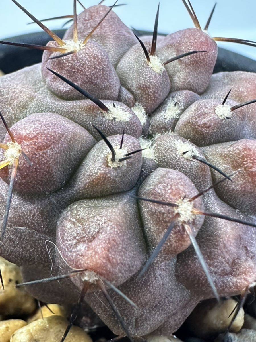 Copiapoa montana コピアポア モンタナ 実生 FR522 North of Taltal, deep very thick roots 抜き苗は送料込 FN付き_画像5