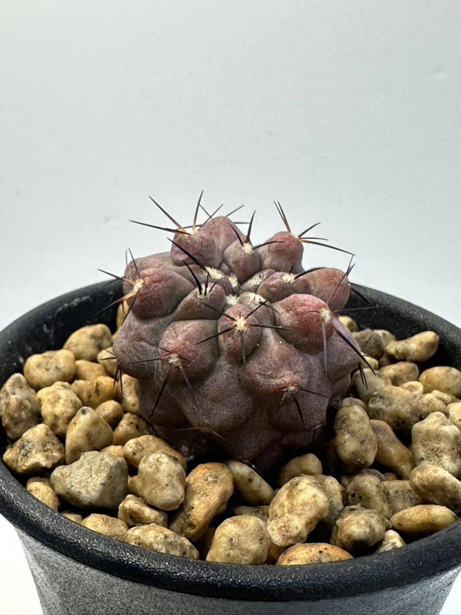 Copiapoa montana コピアポア モンタナ 実生 FR522 North of Taltal, deep very thick roots 抜き苗は送料込 FN付き_画像8