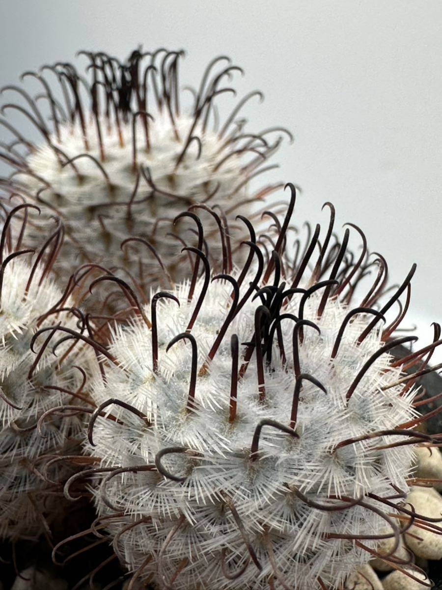 マミラリア ペレスデラロサエ Mammillaria perezdelarosae 群生株 抜き苗は送料込 アンダーソニア_画像7