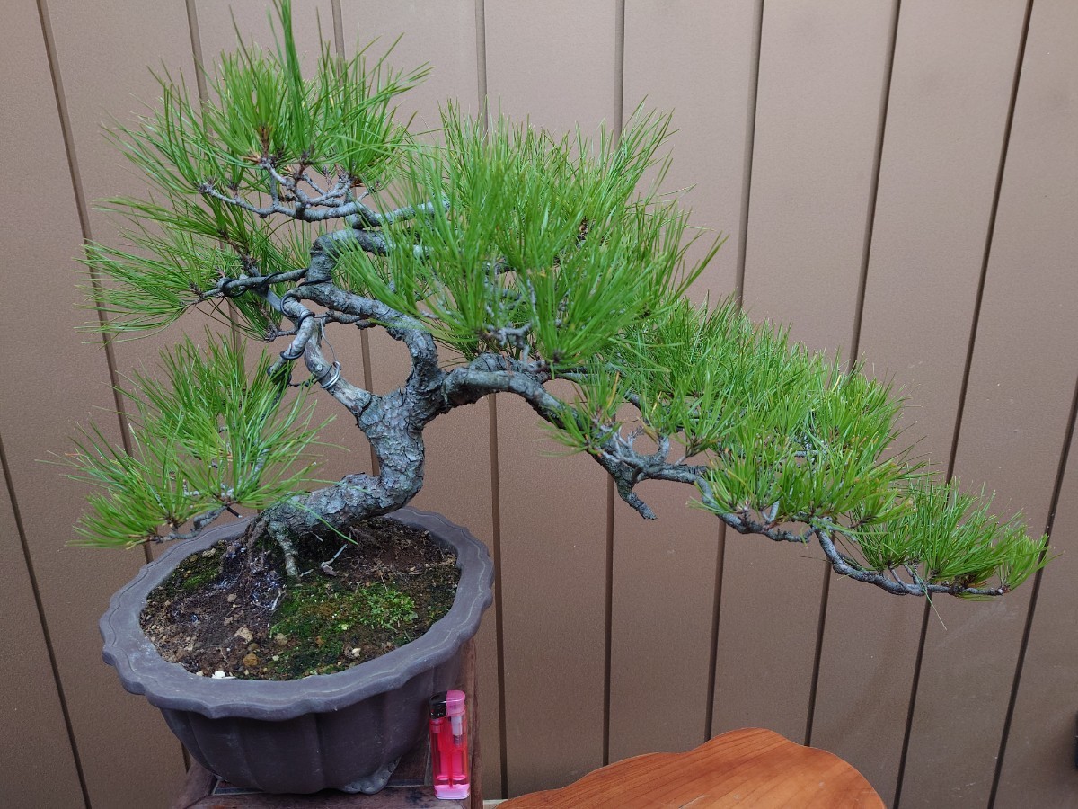 ♯32 鉢 松泉 山秋 盆器 盆栽 植木 松柏 皐月 真柏 楓|花、園芸 ♯32 鉢 松泉 山秋 盆器 盆栽 植木 松柏 皐月 真柏 楓|花、園芸