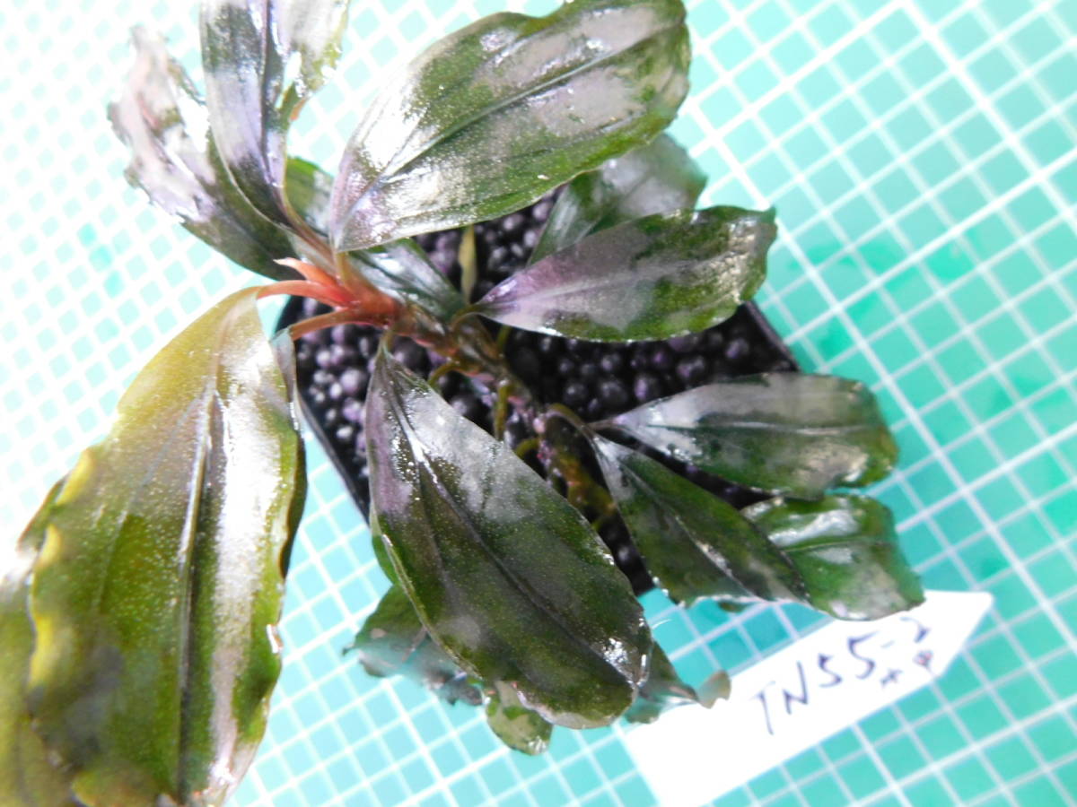 ◎1257TN55　（自家栽培）水草　　ブセファランドラ　Bucephalandra sp. Red Blade水中葉②_画像1