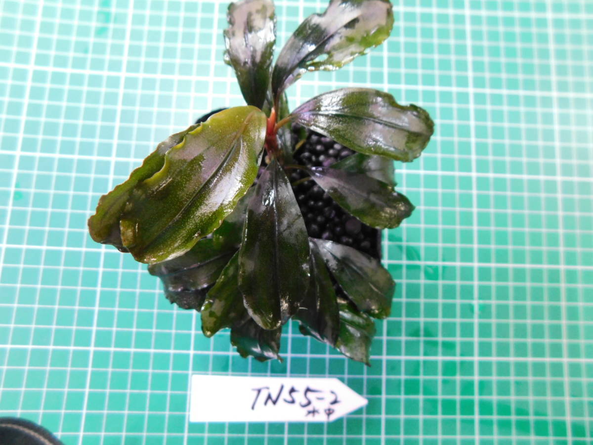 ◎1257TN55　（自家栽培）水草　　ブセファランドラ　Bucephalandra sp. Red Blade水中葉②_画像4