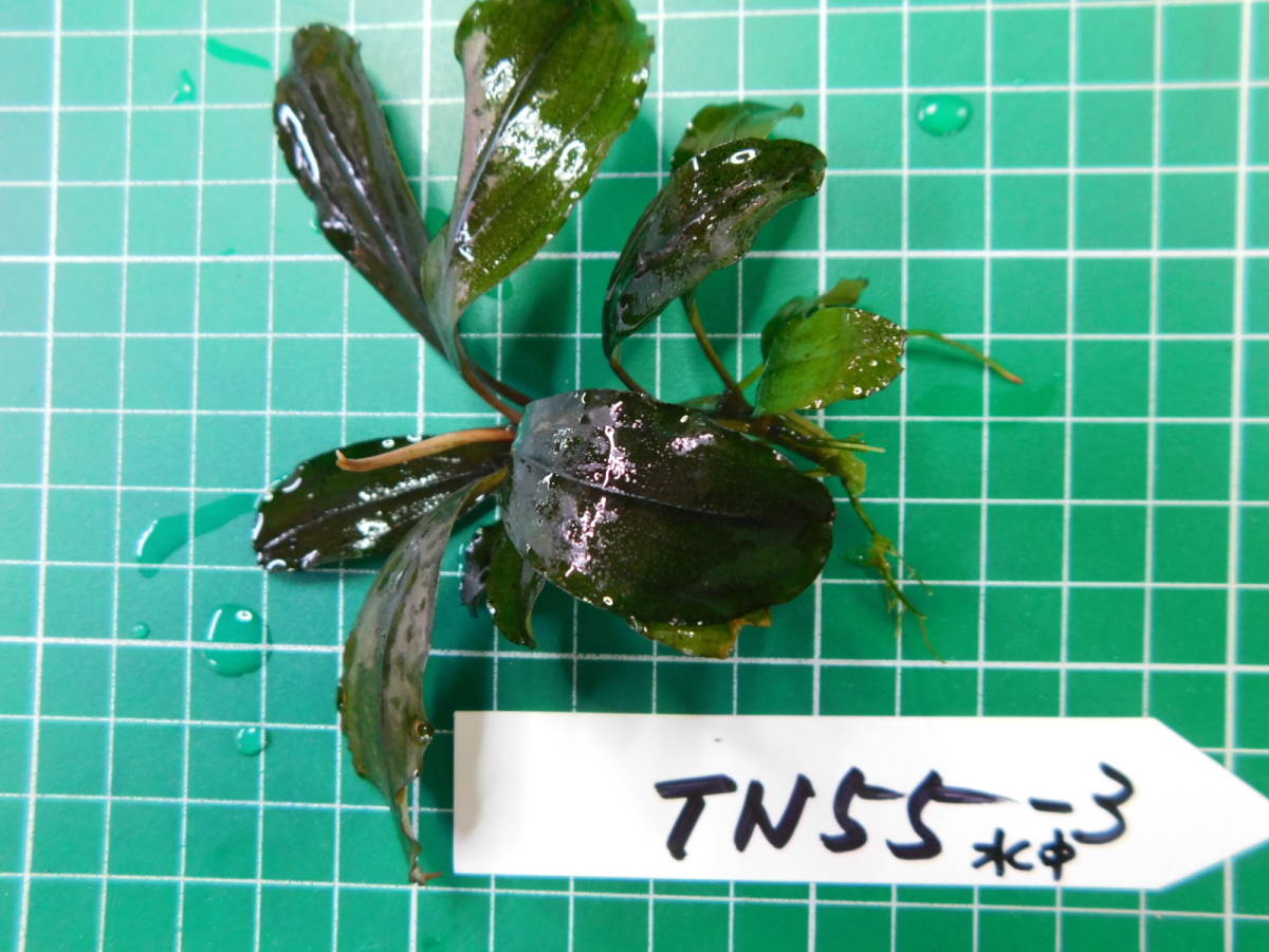 ◎1258TN55　（自家栽培）水草　　ブセファランドラ　Bucephalandra sp. Red Blade水中葉③_画像3