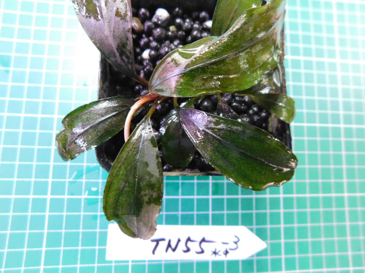 ◎1258TN55　（自家栽培）水草　　ブセファランドラ　Bucephalandra sp. Red Blade水中葉③_画像4