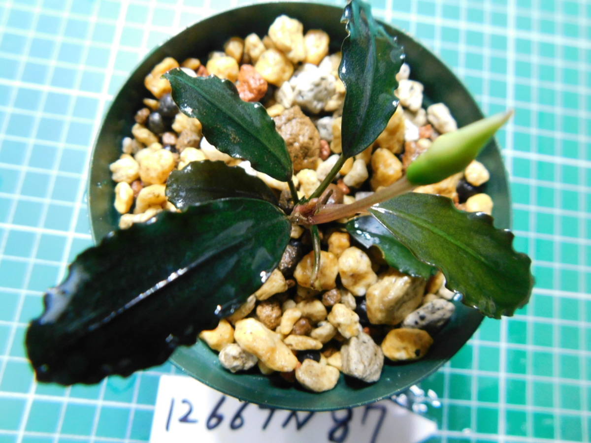 ◎1266TN87　（自家栽培）水草　　ブセファランドラ　Bucephalandra sp.　Black Ventii①_画像1