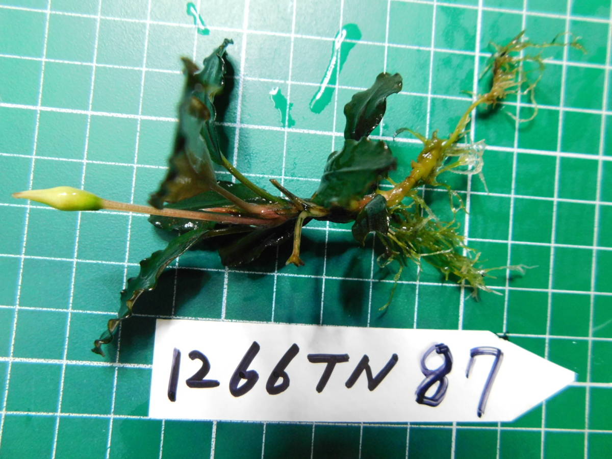 ◎1266TN87　（自家栽培）水草　　ブセファランドラ　Bucephalandra sp.　Black Ventii①_画像2
