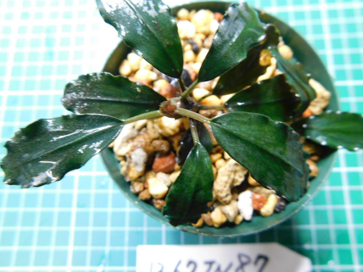 ◎1267TN87　（自家栽培）水草　　ブセファランドラ　Bucephalandra sp.　Black Ventii②_画像1