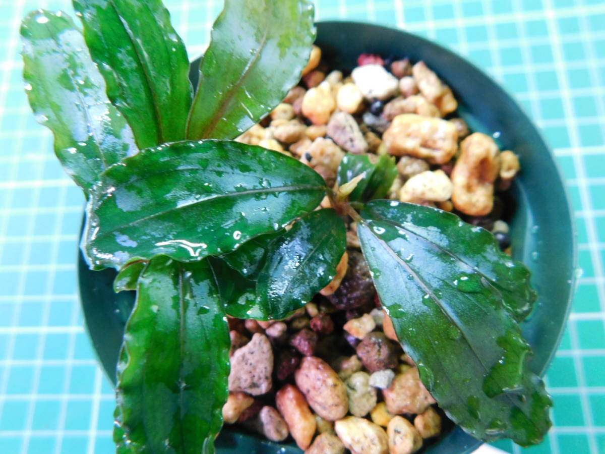 ◎1325TN150　（自家栽培）水草　　ブセファランドラ　Bucephalandra sp.　Copper Leaf Sokan KN便_画像1