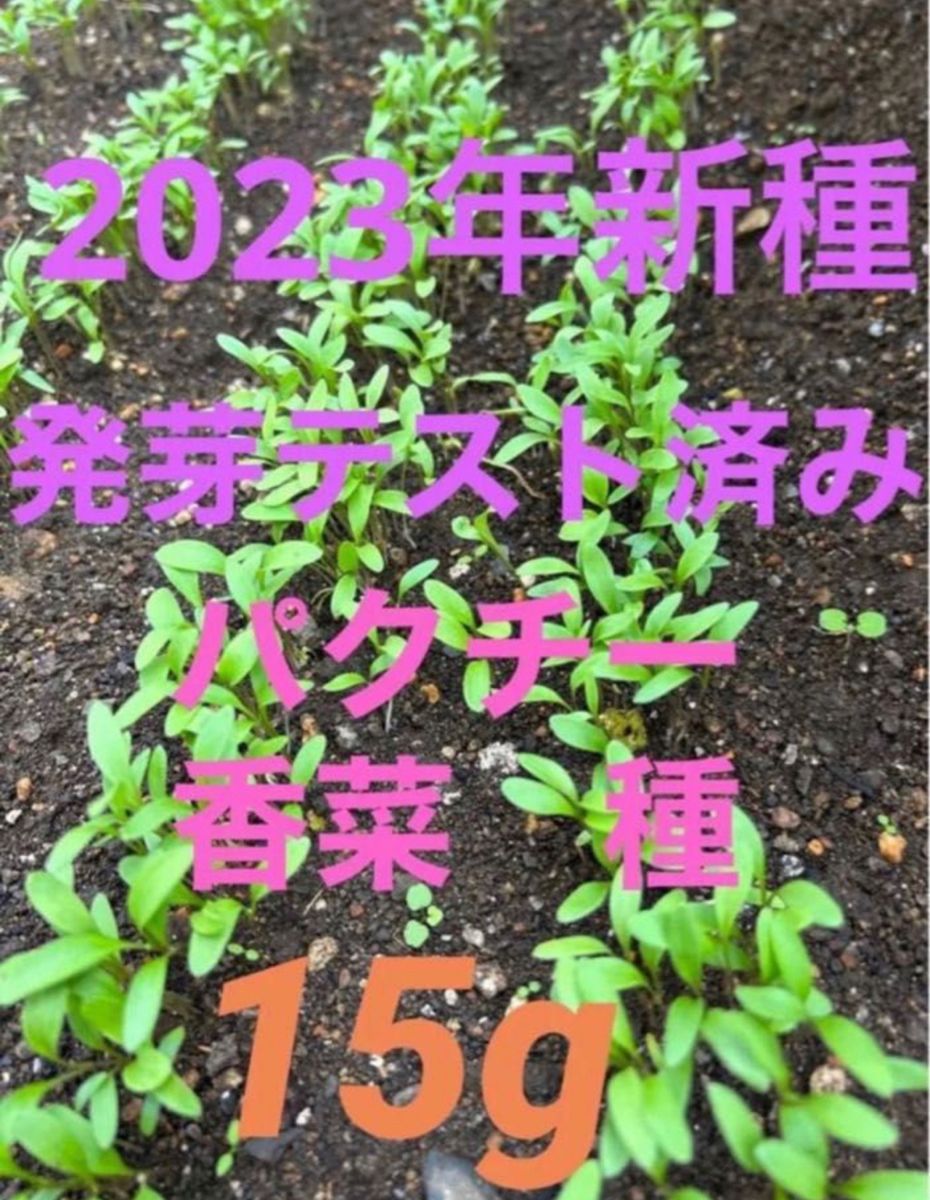 パクチー　コリアンダー　種　香菜　2023年　令和5年　新　種子 無農薬