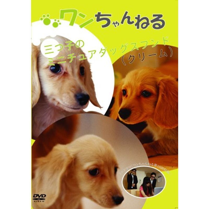 ワンちゃんねる 3ツ子のミニチュアダックスフンド(クリーム) DVD_画像1