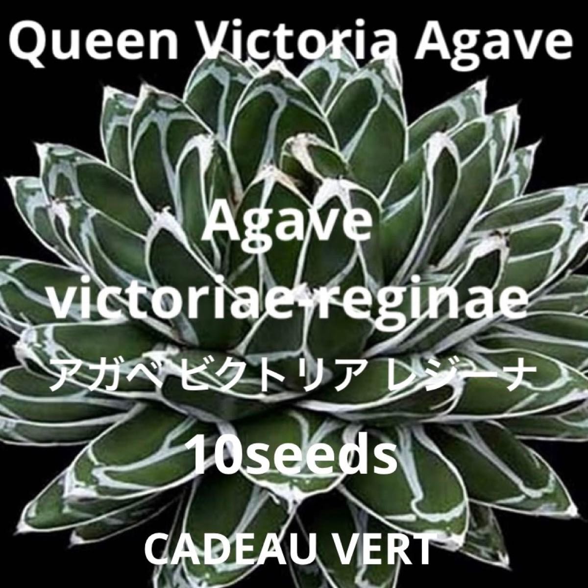アガベビクトリアレジーナAgave victoriae-reginae種子10粒プラス1粒サービス