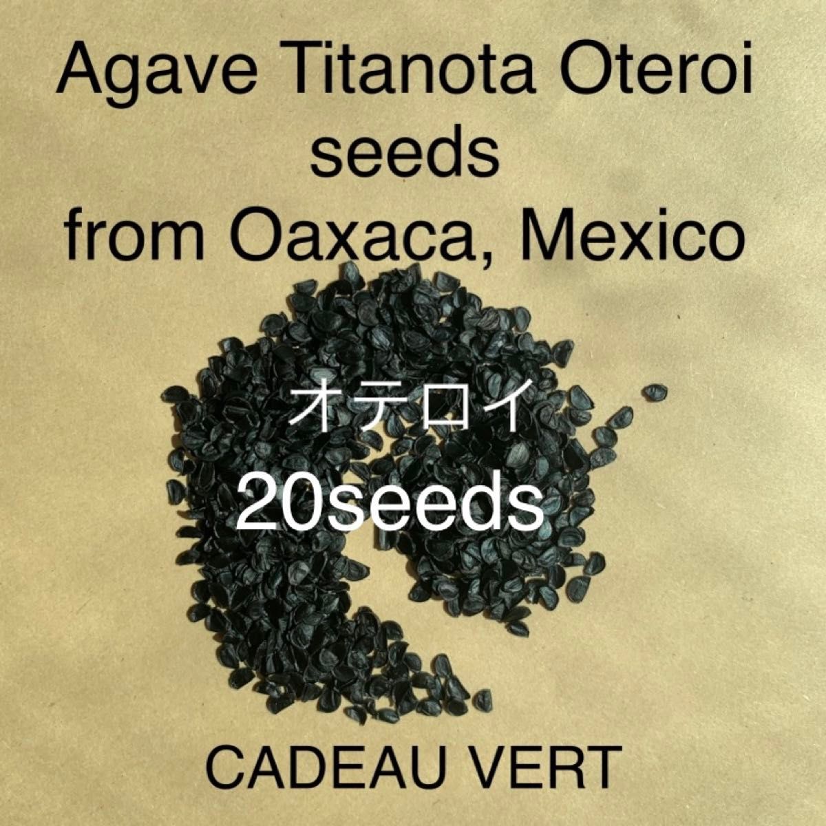 アガベ オテロイFO-076 厳龍種子20粒プラス1粒　メキシコオアハカ産　