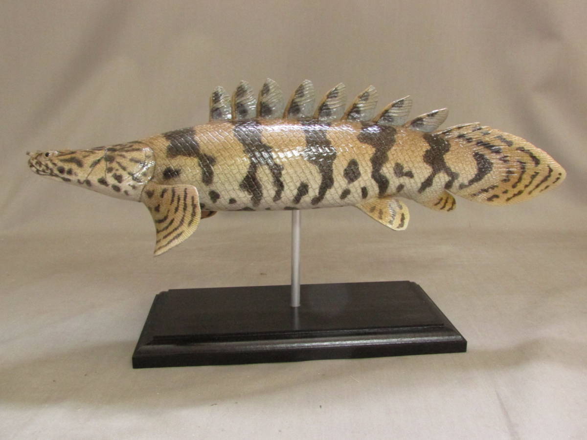 ●ハンドメイド　34cmポリプテルス　魚模型　古代魚　熱帯魚　フィギュア　レプリカ　fish craft REAL