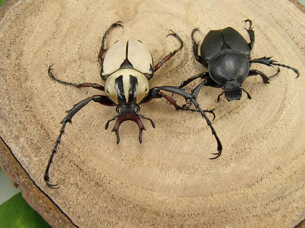 アダムスツノハナムグリ 新成虫 ペア ♂２６mm ♀２２mm _画像1