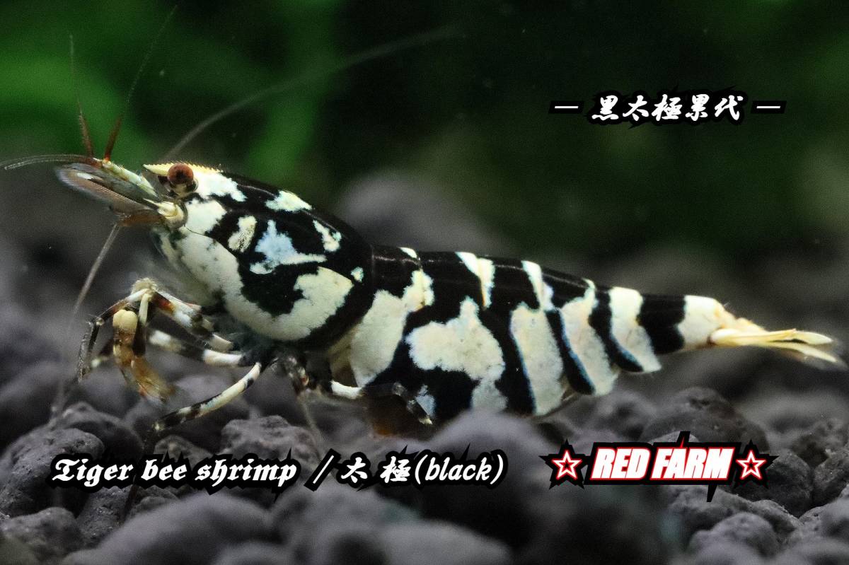【RED FARM】 特選 ★ Tiger bee shrimp / 太極 (black) pair (抱卵個体含）★ assort No,2 ★_抱卵雌個体