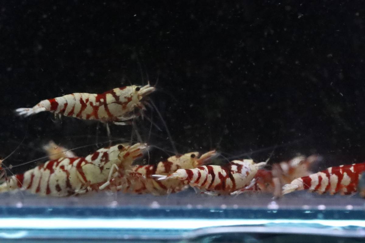 【RED FARM】 特選 ★ Tiger bee shrimp / 太極 10P ★（抱卵個体含）★ _画像4