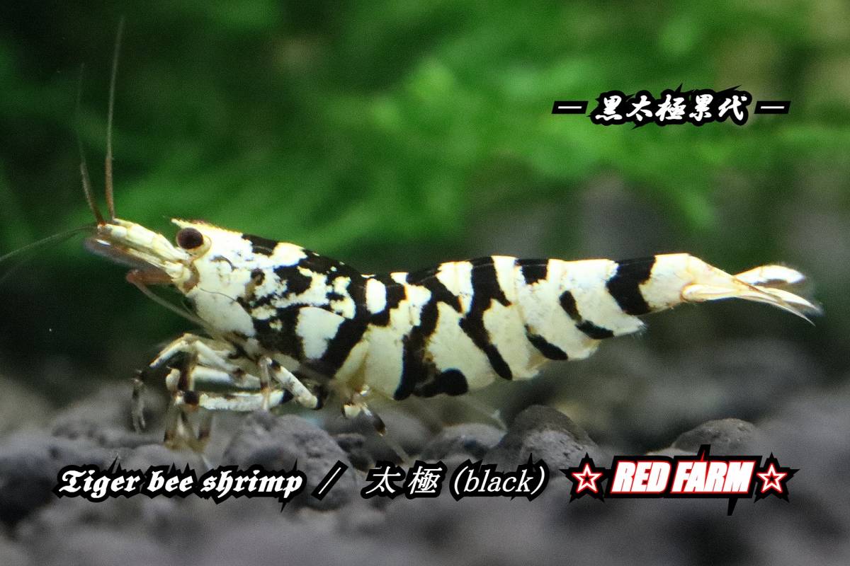【RED FARM】 特選 ★ Tiger bee shrimp / 太極 (black) pair (抱卵個体含）★ assort No,2 ★_雄個体