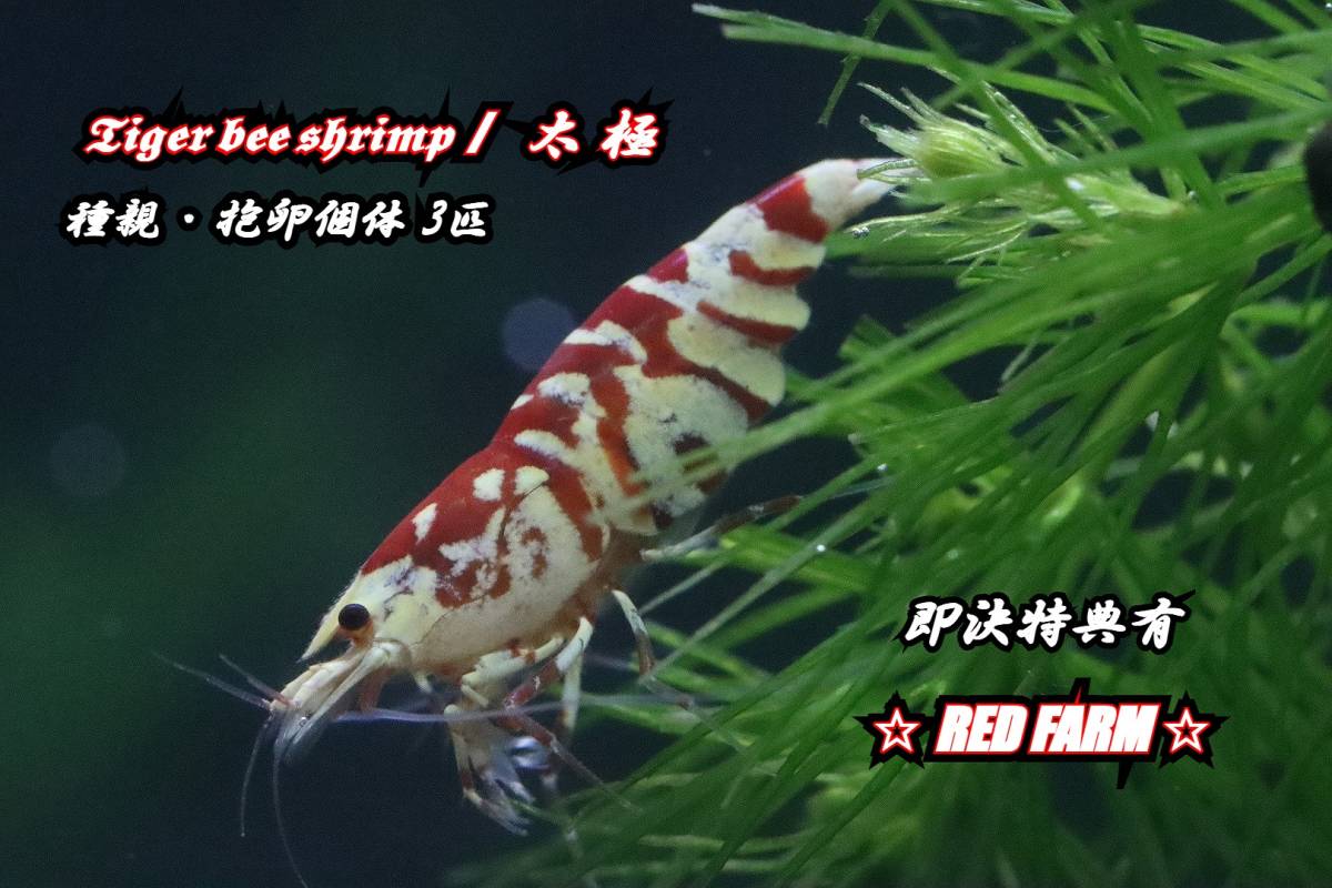 【RED FARM】 特選 ★ Tiger bee shrimp / 太極 9 P（抱卵個体3匹含) ★即決特典有 ★_画像1