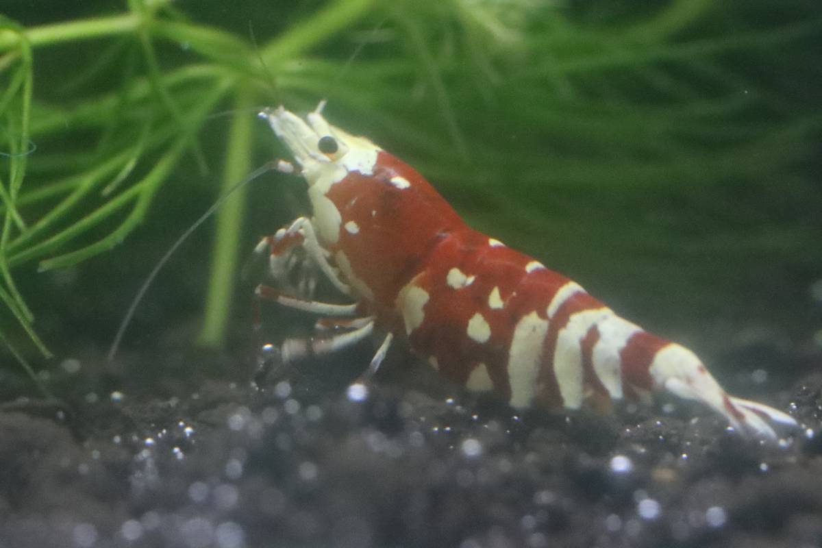 【RED FARM】 特選 ★ Tiger bee shrimp / 太極 9 P（抱卵個体3匹含) ★即決特典有 ★_画像4