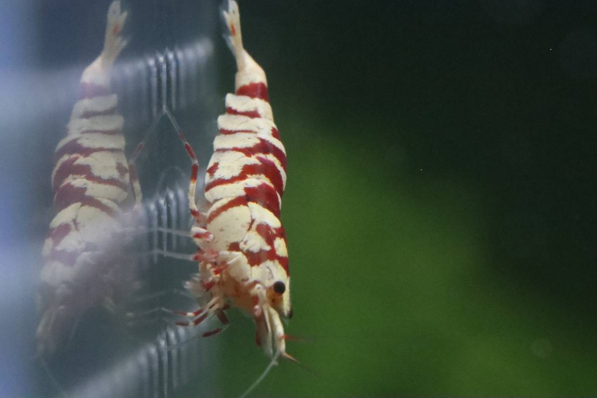 【RED FARM】 特選 ★ Tiger bee shrimp / 太極 9 P（抱卵個体3匹含) ★即決特典有 ★_画像6