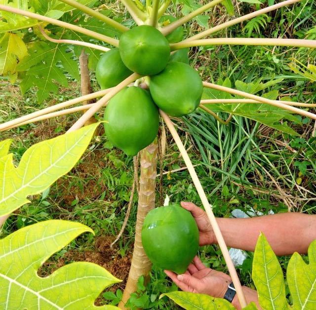 酵素たっぷり！！サラダや炒め物に！沖縄産青パパイヤ野菜パパイヤ無農薬！おまかせ1.5kg以上_画像4