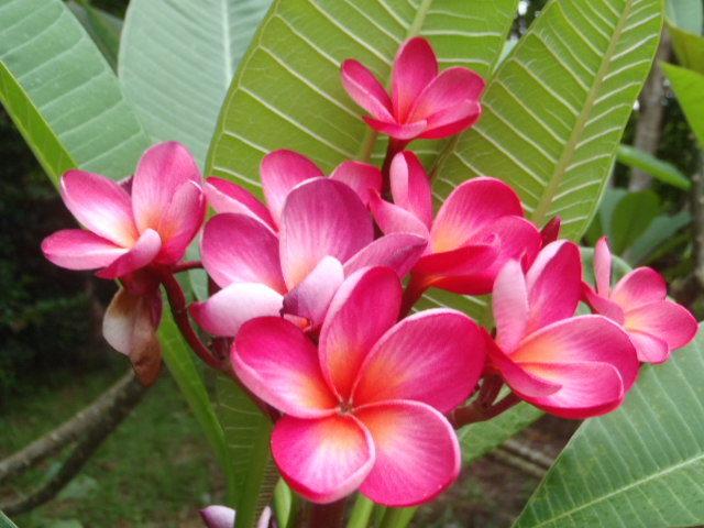 * plumeria *. tree branch red flower *