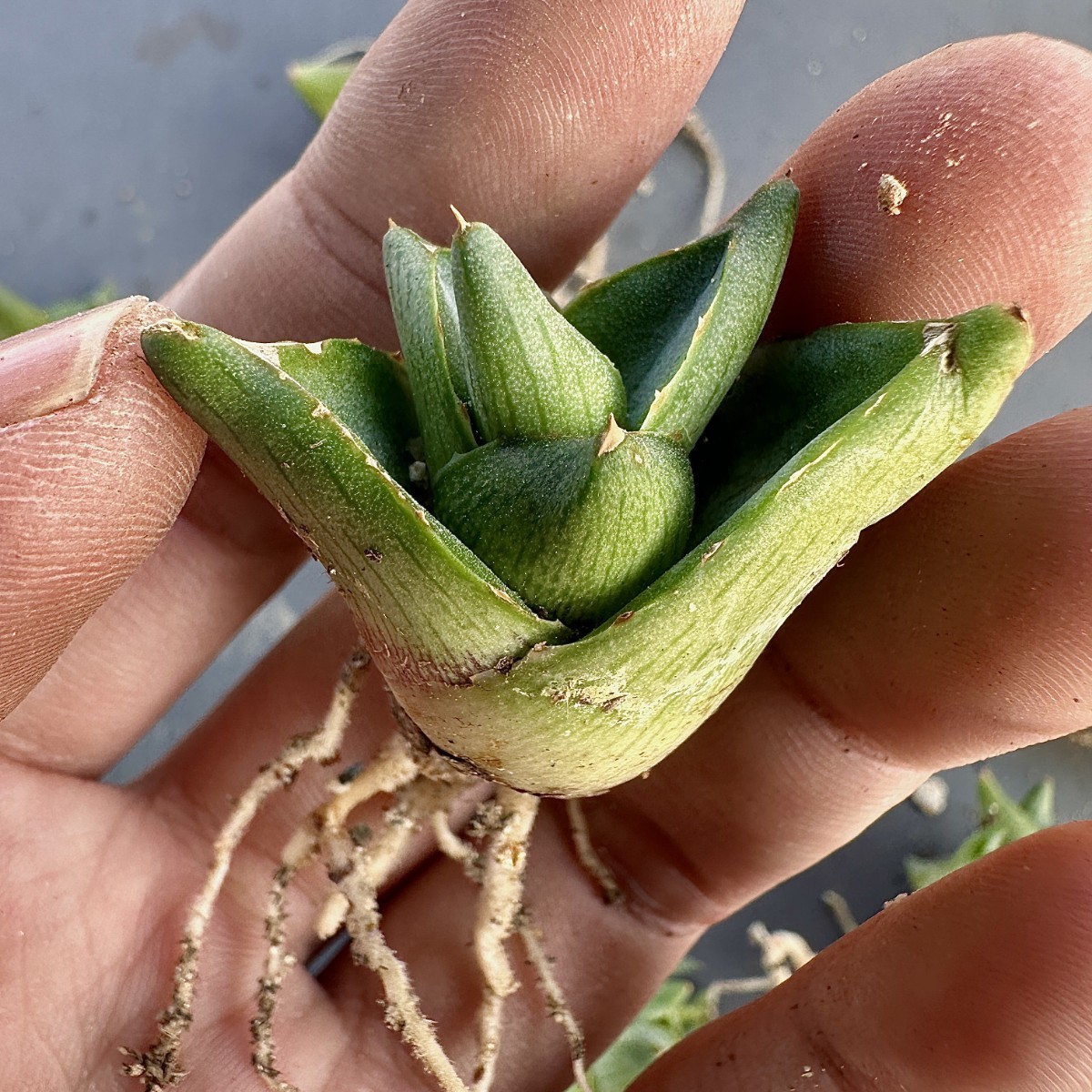 V32 Agave pumila アガベ プミラ ダルマ葉 メキシコ原産 抜き苗 極美極上子株 10株同梱_画像8