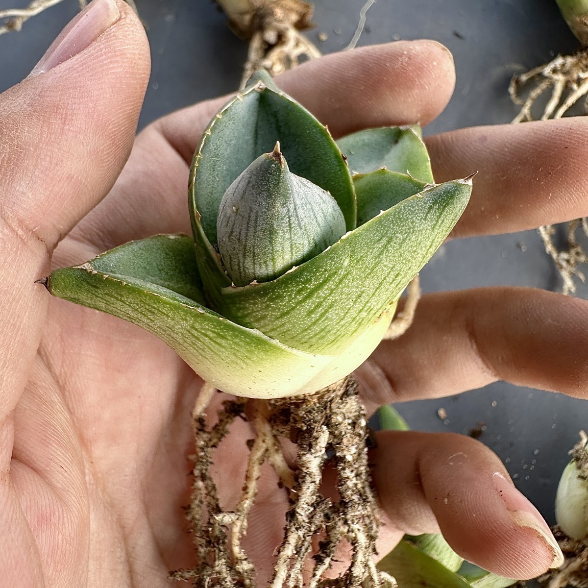 V32 Agave pumila アガベ プミラ ダルマ葉 メキシコ原産 抜き苗 極美極上子株 10株同梱_画像9