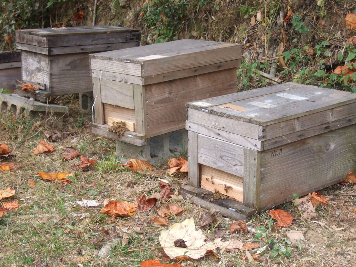 完熟 生蜂蜜 国産蜂蜜 純粋蜂蜜 無添加 非加熱 600グラム 3個　国産 はちみつ 蜂蜜 600㌘  6個セット