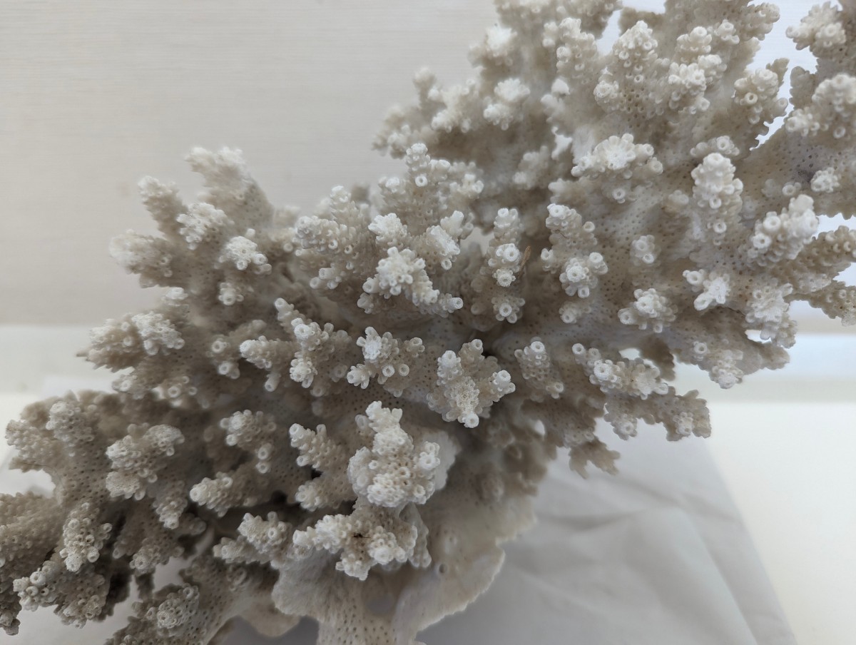 珊瑚礁　サンゴ 置物 20×17cm ■オブジェ 白珊瑚 インテリア アクアリウム★飾り　天然サンゴ　インテリア 置物_画像3