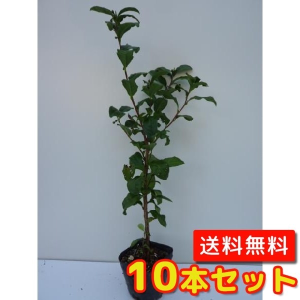 チャノキ 樹高0.2m前後 10.5cmポット （10本セット）（送料無料） 苗 植木 苗木 庭の画像1